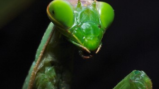 The Female Praying Mantis Was Framed!